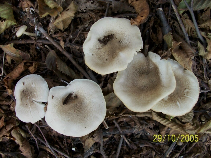 Tricholoma scalpturatum